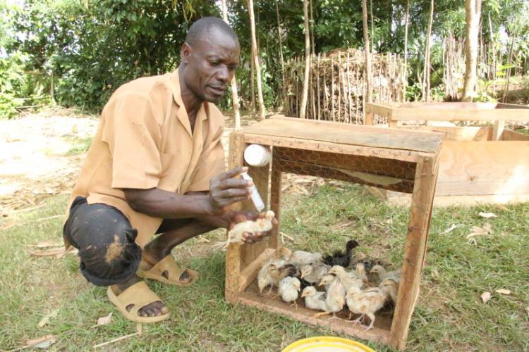 Why you must get it right with poultry vaccination