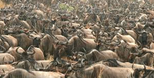 Blow as wildebeests return to Serengeti for calving