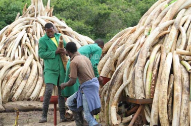Will burning ivory stop poaching or is it an insignificant ritual conducted periodically?