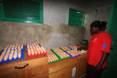 With this gadget, egg counting is as easy as ABC