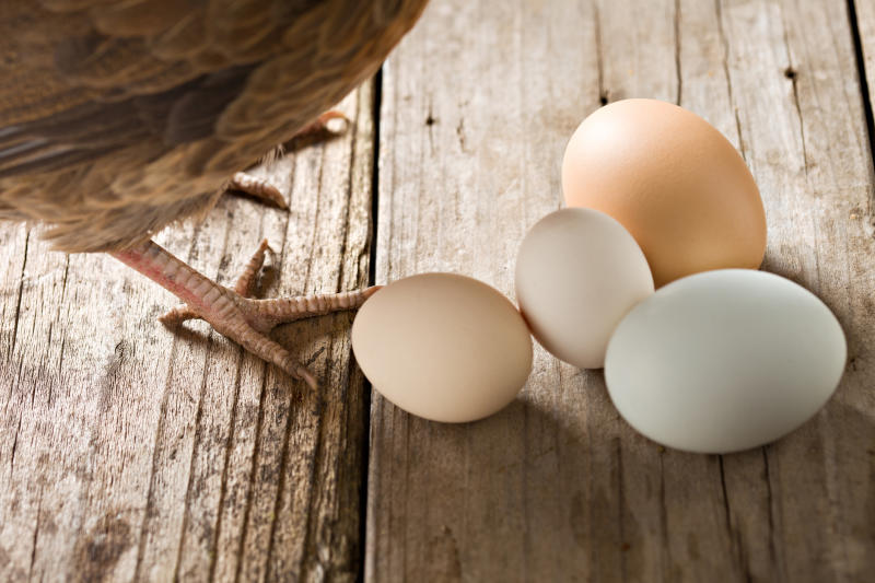 What is causing your chickens to lay softshelled eggs? FarmKenya