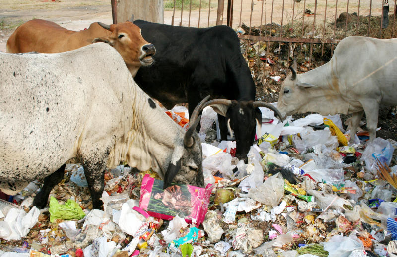 is chewing on plastic bad for you