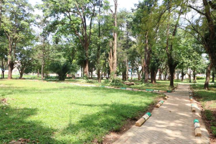 Cubbon Park Sex Porn - Muliro Gardens: From sex den to family park - The Standard Health