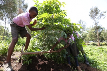 How Kenyan schools are making agriculture enticing to youth