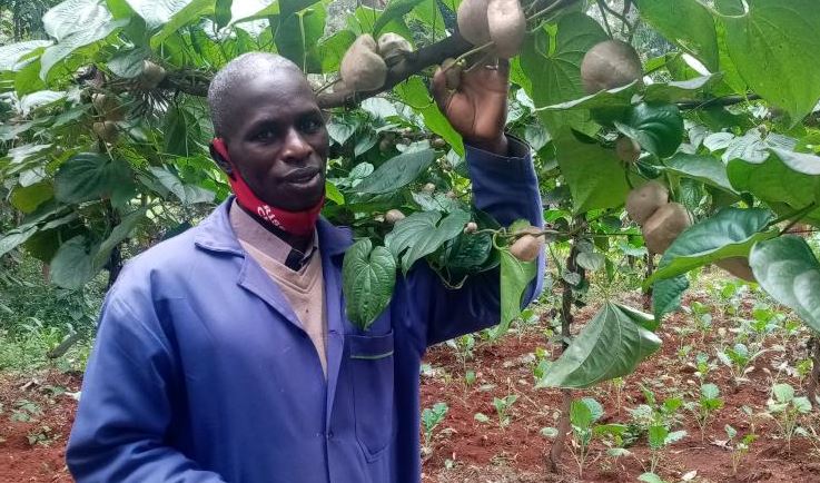 Yam farmer relying on 5-month shelf life to produce fresh - FarmKenya ...