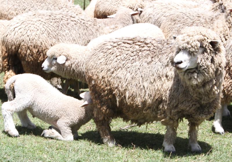Sheep rearing: From lambs to healthy ewes - FarmKenya Initiative