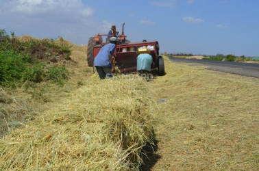 Hay from Mwea gains global recognition