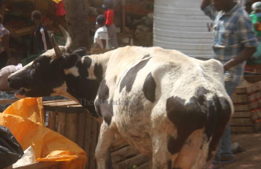 Cow at Isiolo Kasarani Market