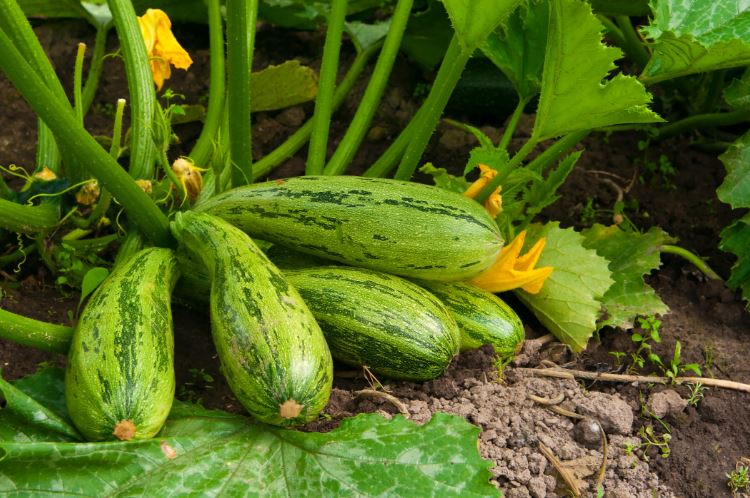 All you need to know about growing zucchini - FarmKenya Initiative