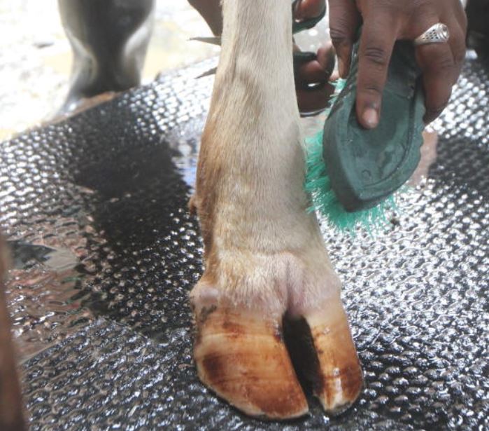Alex Ndungu Kabete Dairy Farmer. He has adopted modern ways of keeping the dairy cows.