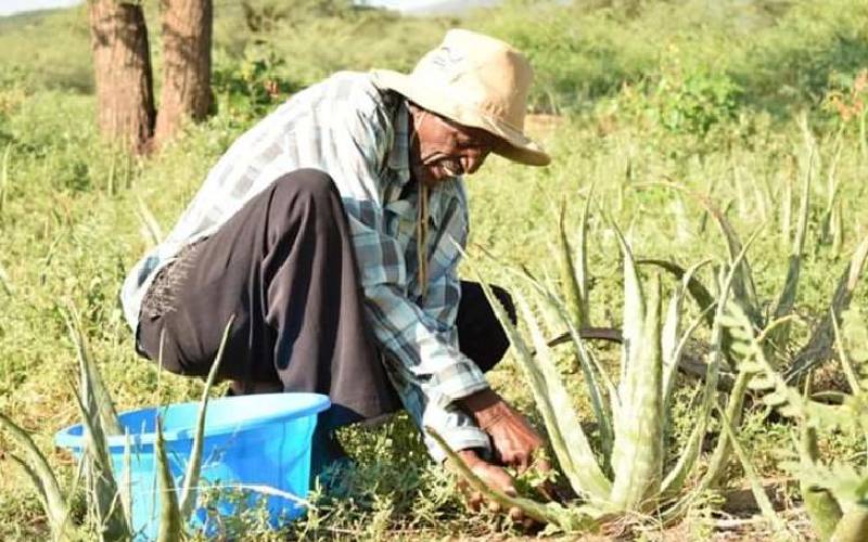 Aloe vera farming wipes pastoralists tears of loss