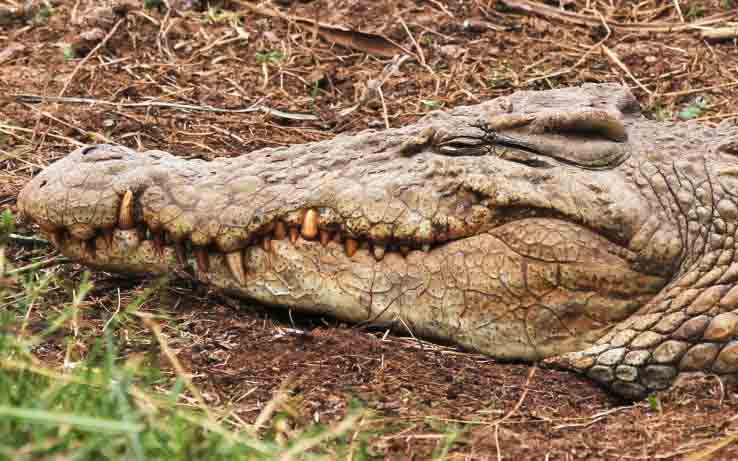 Crocodile eats three-year-old boy as mum watches in horror