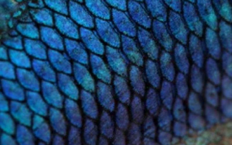 Tilapia skin now treating burns The Standard Health