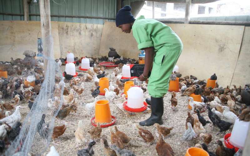 Beginner's full guide to thriving kuku business – Poultry farming -  FarmKenya Initiative