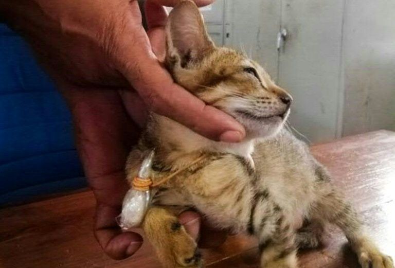 Detained 'drug smuggler' cat escapes Sri Lanka prison