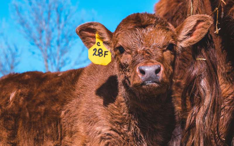 Cattle ear tags for early disease detection