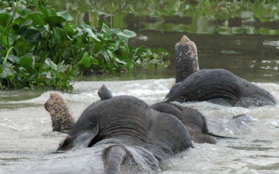 Floods kill scores in India's tea-growing Assam; nine rhinos drown