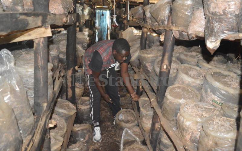 From an accountant to mushroom farmer