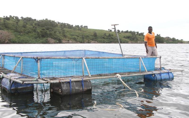 Cage fish farming roils the waters of regional lake
