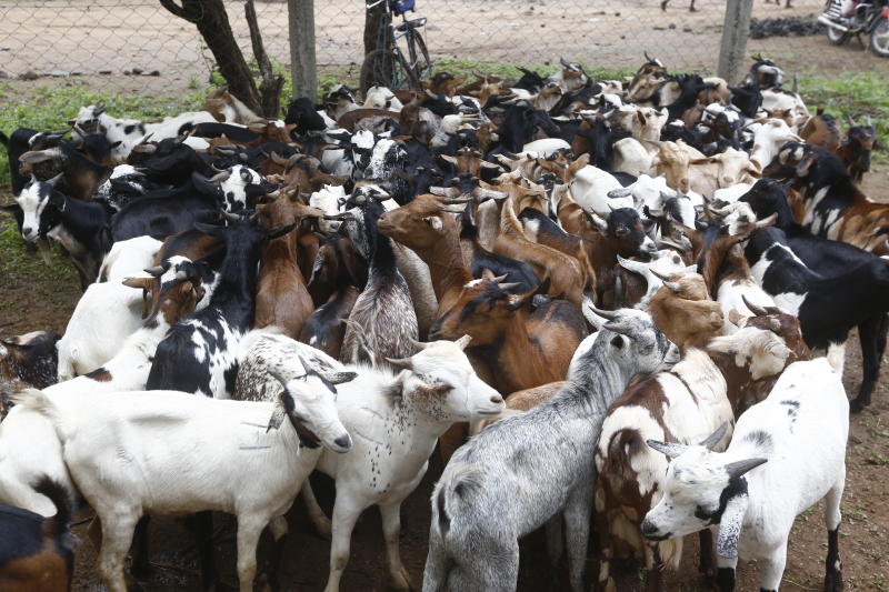 Global outfit gives free goats to 15 women in Machakos