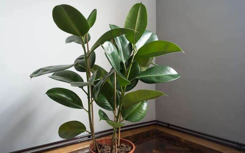How to care for a rubber plant 