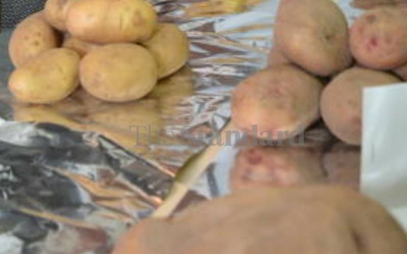 ICIPE creates new technology to deal with destructive potato pest