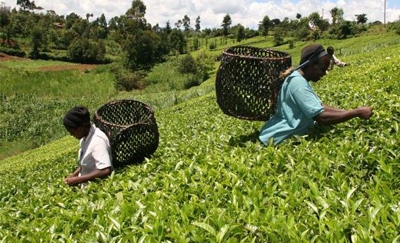 KTDA offers tea farmers Sh734 million windfall