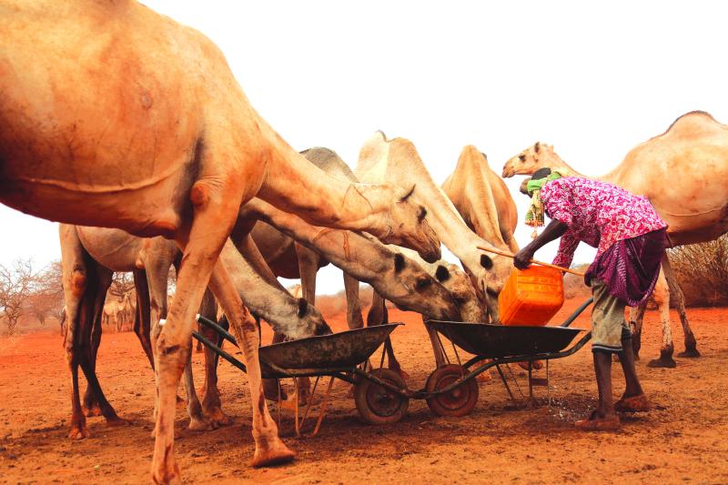 Livestock dying in fields as drought hits Mandera County