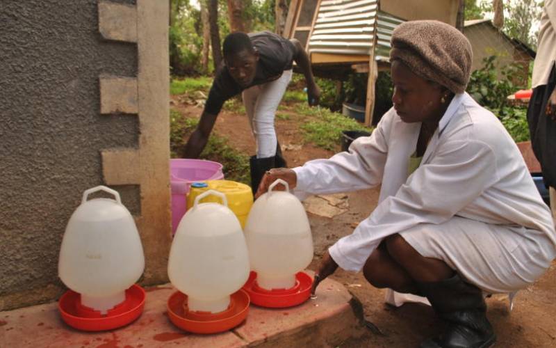 Managing chicken daily water intake 