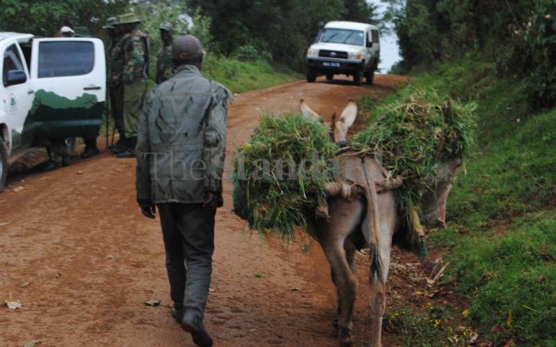 Mau faces fresh setback as animals enter forest to graze