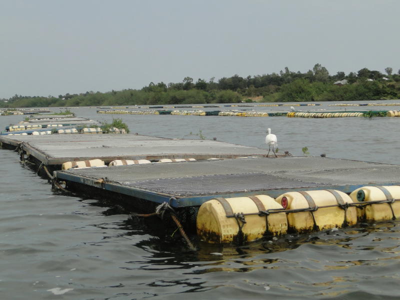 Swelling lake affects cage fish farming in Nyanza