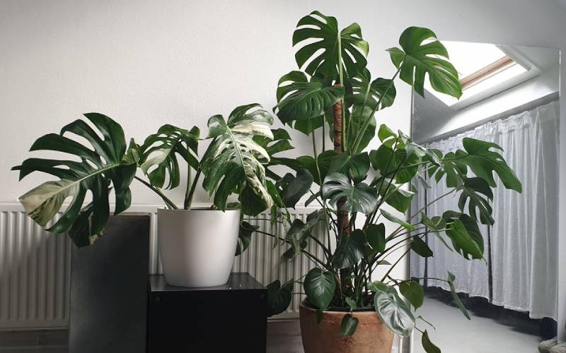 Monstera deliciosa: How to care for this popular indoor plant