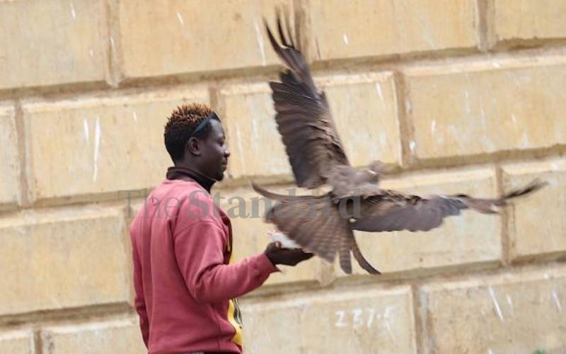 Dazzling photos capture eagle stealing man's lunch