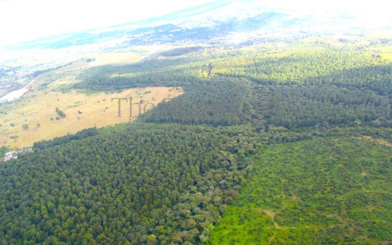 Pioneer Insurance moots programme to increase forest cover
