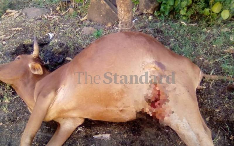 Police probe strange incidents of stabbing of cattle in homesteads 