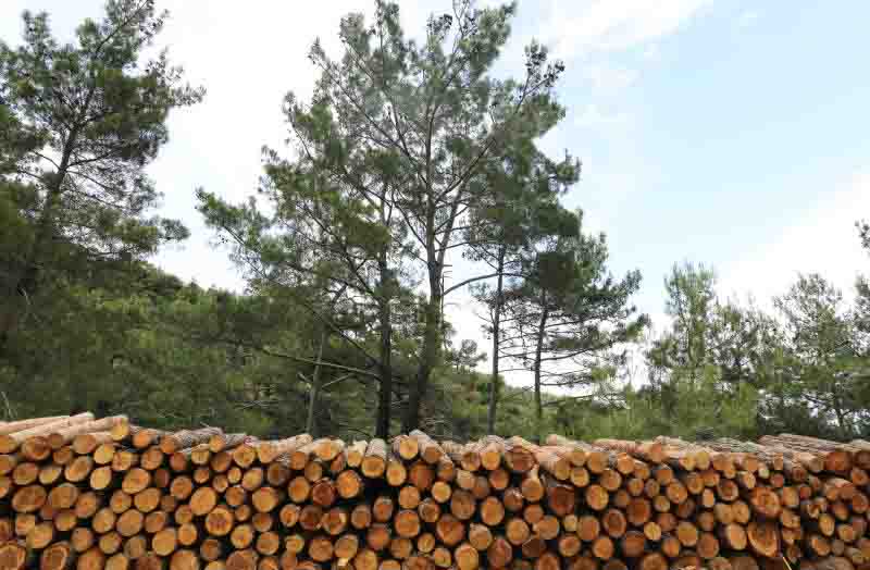 Residents seize four tonnes of hardwood from illegal loggers