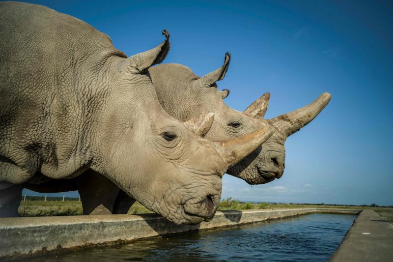 Rhino’s ill health hits race to stop death of species