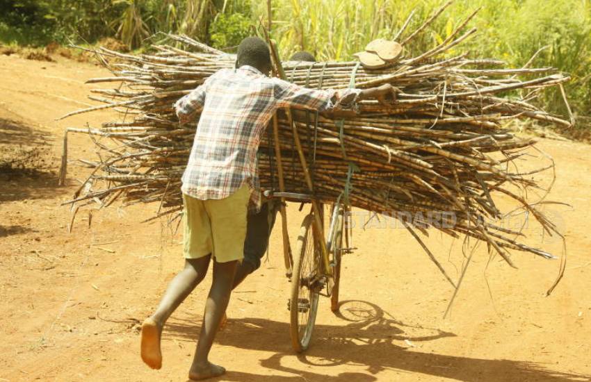 Slow pace of sugar sector reforms leaves farmers a bitter lot
