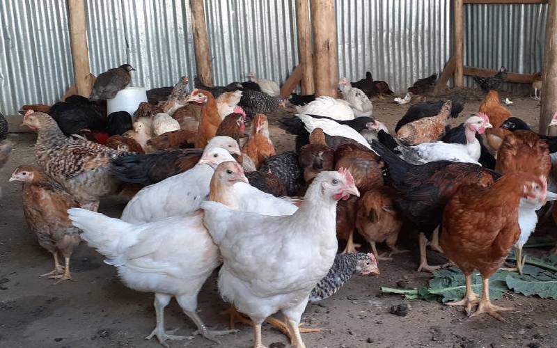 Social dynamics of poultry disease spread