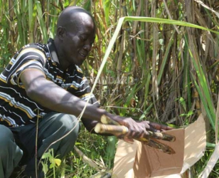 Sugarcane farmer offers unique gift to President Uhuru