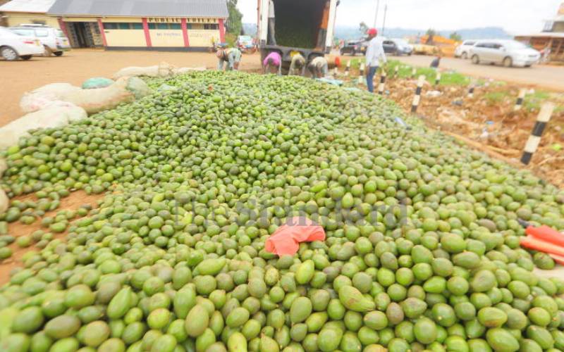 Taste for Kenya’s avocado grows