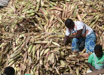 Thieves target green maize