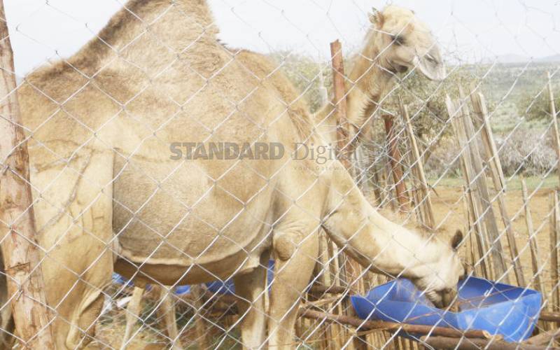 3 herders killed in bandit attack