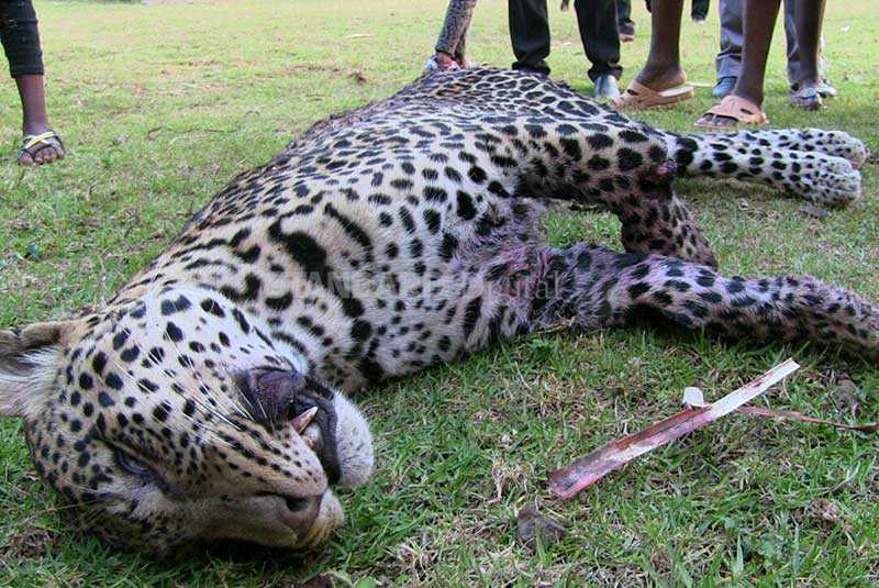 Kenya Wildlife Service officers kill leopard in Kericho - The Standard