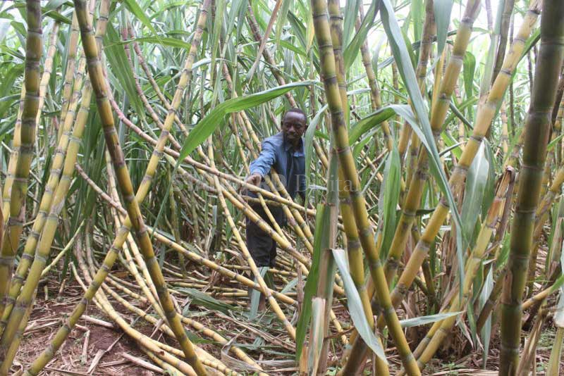 Cane farmers to wait longer for Sh2.6b after Uhuru order