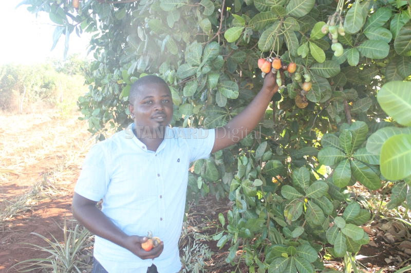 Cashew nut growers in push for a sector revival