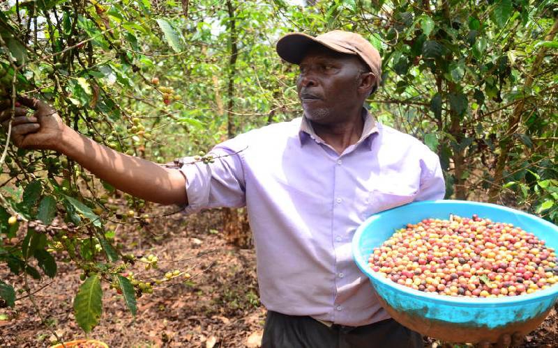 CMA to police coffee auction, brokers as new rules kick in