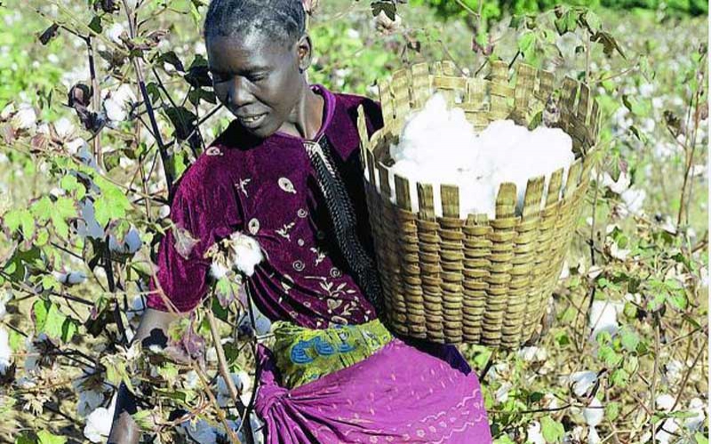 County signs pact to boost cotton farming