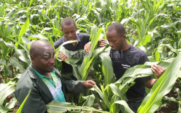 CS Kiunjuri, grain reserve boss out of touch with reality on maize