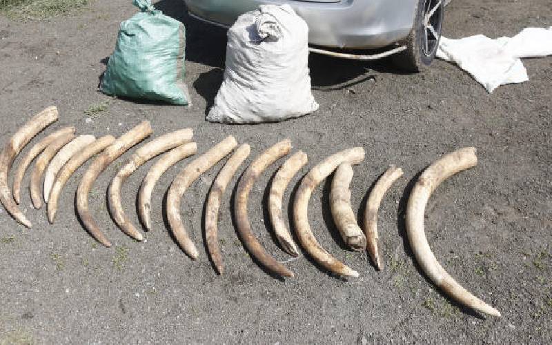 Eldoret court fines trio Sh1m each for trying to sell illegal tusks